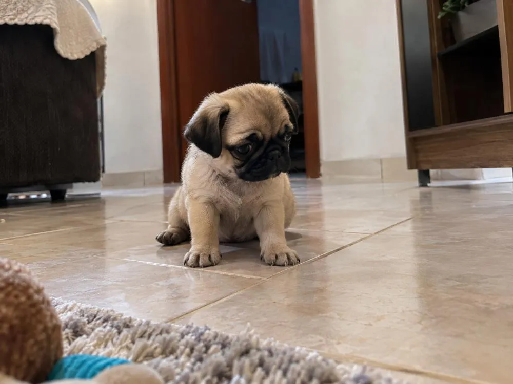 Filhote de pug furtado em Jales é avaliado em R$ 3,5 mil; saiba quanto custa manter um cachorro da raça